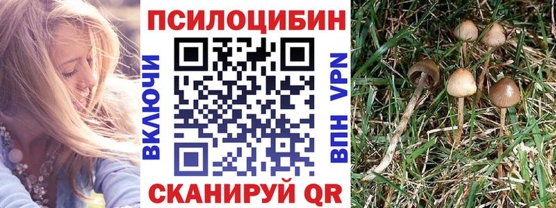 наркотики  Цоци-Юрт  Галлюциногенные грибы Psilocybine cubensis 